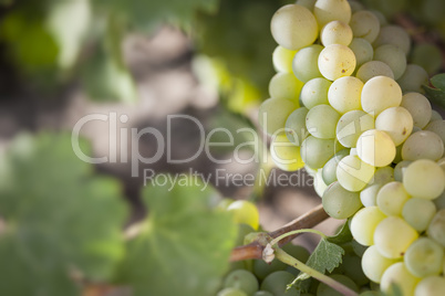 Lush White Grape Bushels Vineyard in The Morning Sun