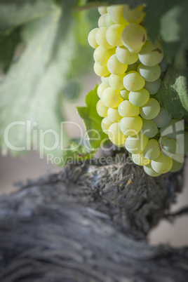 Lush White Grape Bushels Vineyard in The Morning Sun