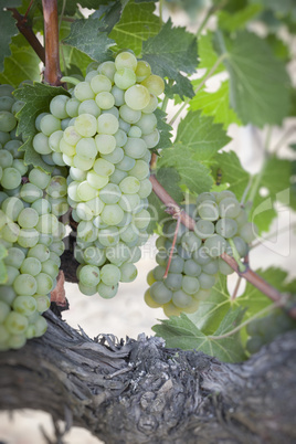 Lush White Grape Bushels Vineyard in The Morning Sun