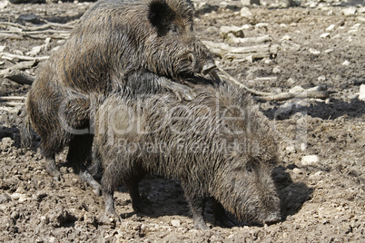 Wildschweine bei der Paarung