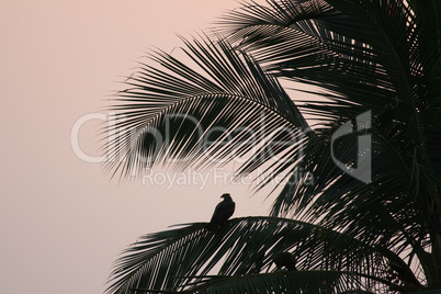 Palme im Abendlicht mit Greifvogel