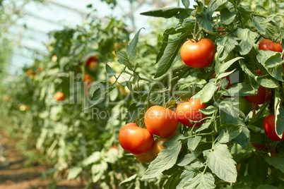 tomatoes bunch in greenhouse