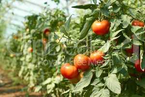 tomatoes bunch in greenhouse