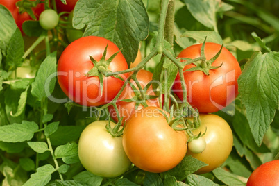 tomatoes bunch close up