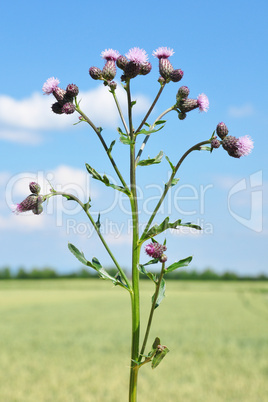 Acker-Kratzdistel (Cirsium arvense)