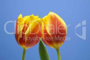 Tulpen