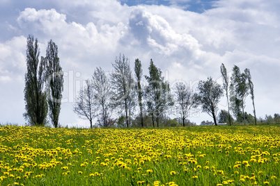 Meadow in spring
