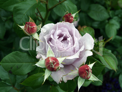 rosenquartett mit lila bluete