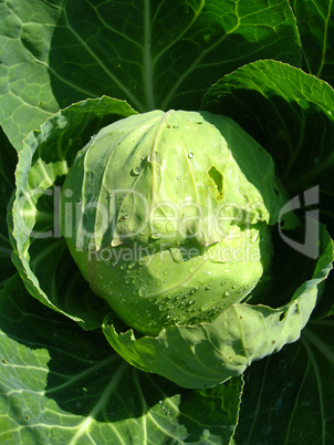 big head of green cabbage