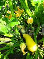 flowers and fruits of squashes