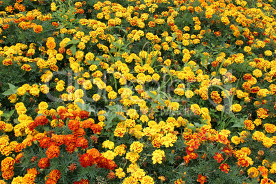 beautiful flower of tagetes and many others