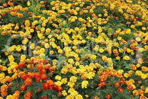 beautiful flower of tagetes and many others