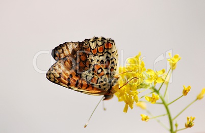 Butterfly on flower