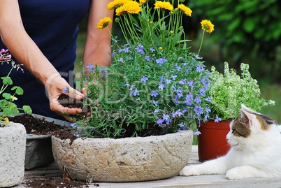 Flower planting