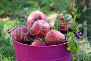 Peaches in a bucket