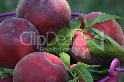 Peaches in a bucket