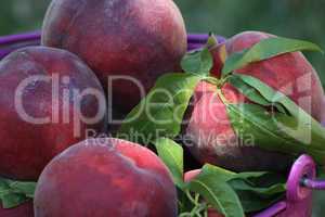 Peaches in a bucket