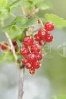 Rote Johannisbeeren