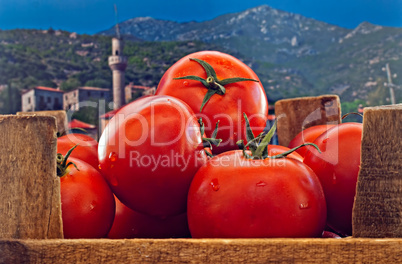 Box of red ripe tomatoes with old countryside background