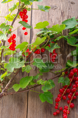 rot johannisbeeren