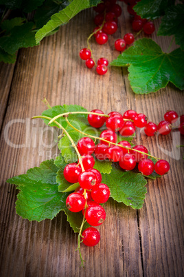 rot johannisbeeren