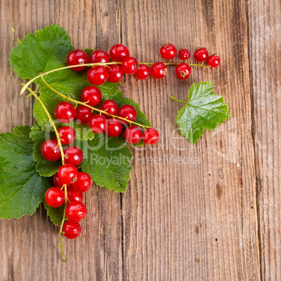 rot johannisbeeren