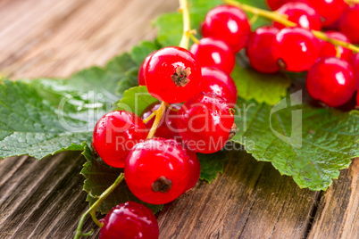 rot johannisbeeren