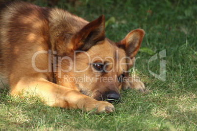 Hund denkt nach