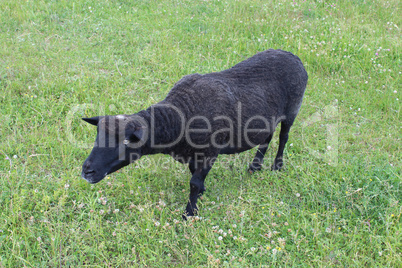 black sheep grazing on a grass