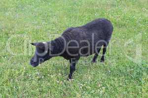 black sheep grazing on a grass