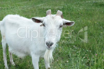 head of goat