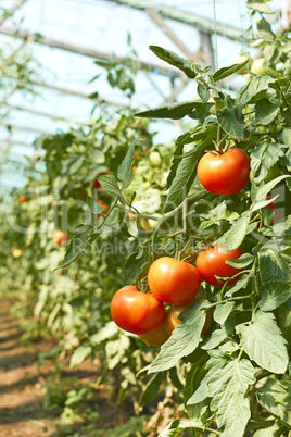 tomatoes tassel in greenhouse