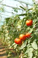 tomatoes tassel in greenhouse