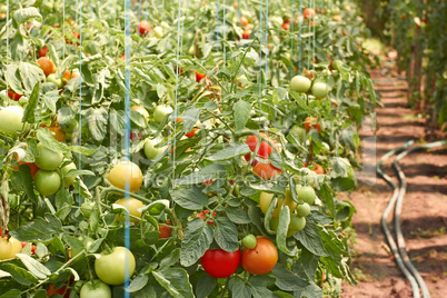 ripening tomatoes in greenhouse