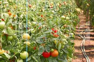 ripening tomatoes in greenhouse
