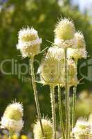 teasel flowers close up
