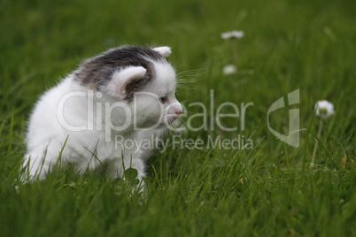 Katzenbaby im Gras