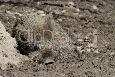 ruhendes Wildschwein