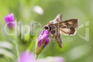 Gammaeule - Autographa gamma