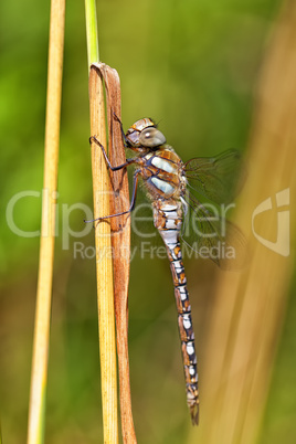 Herbst-Mosaikjungfer - Aeshna mixta