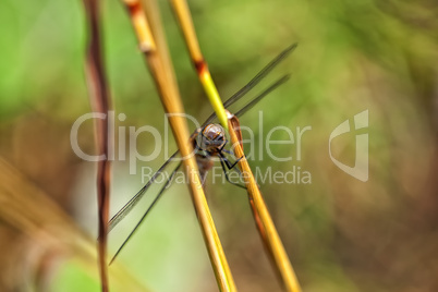 Herbst-Mosaikjungfer - Aeshna mixta - Aufsicht