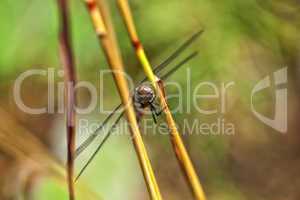 Herbst-Mosaikjungfer - Aeshna mixta - Aufsicht