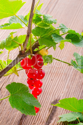 rot johannisbeeren