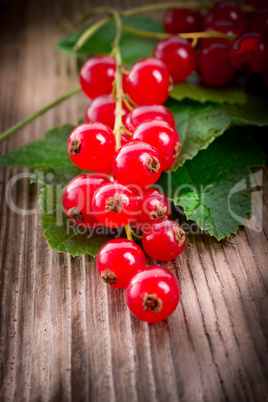 rot johannisbeeren