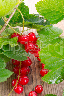 rot johannisbeeren