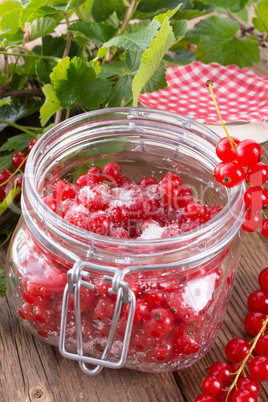 sugared red currant