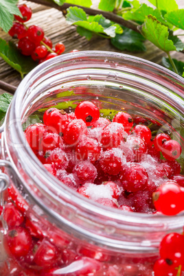 sugared red currant