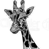 Giraffe head vector animal illustration for t-shirt. Sketch tattoo design.