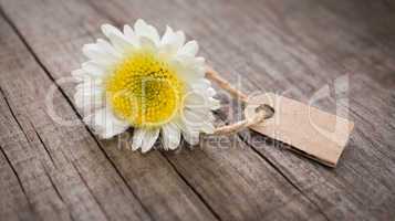 Flower with Sales Tag