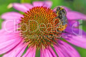 Echinacea purpurea, Heilpflanze